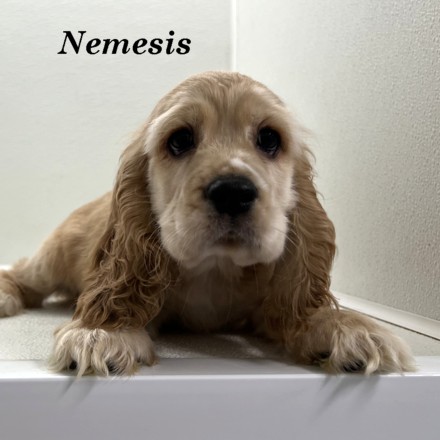 puppy, for, sale, Cocker Spaniel, Joe & Cherri  Overlease, dog, breeder, Miller, MO, dog-breeder, puppy-for-sale, forsale, nearby, find, puppyfind, locator, puppylocator, aca